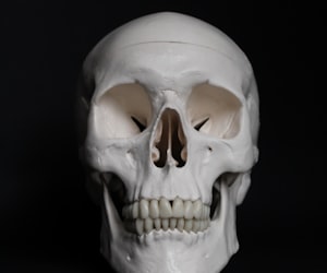 skull bone